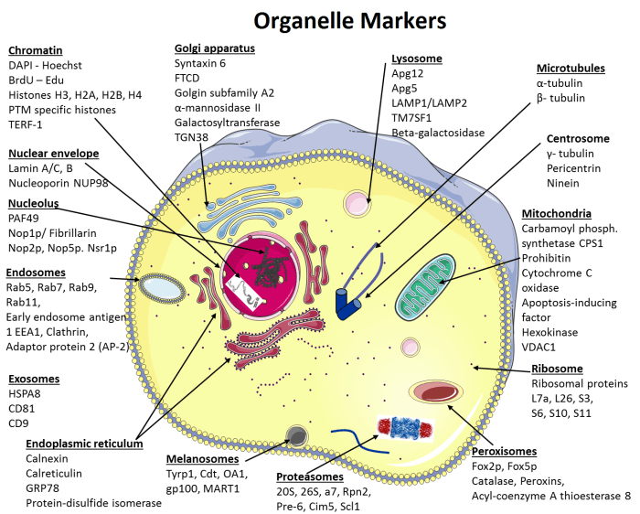 Organelles cell biology result google