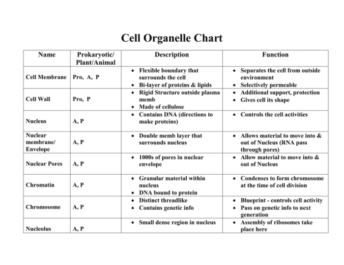 Cell organelles organelle