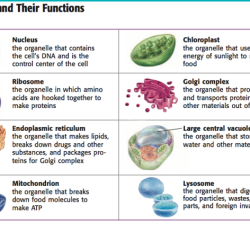 Match the organelles with their function.