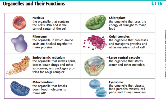 Match the organelles with their function.